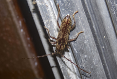 Elaphidion