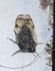 Melanoliarus placitus