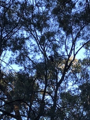 Calyptorhynchus lathami