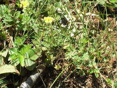 Potentilla inclinata