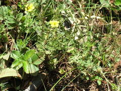 Potentilla inclinata