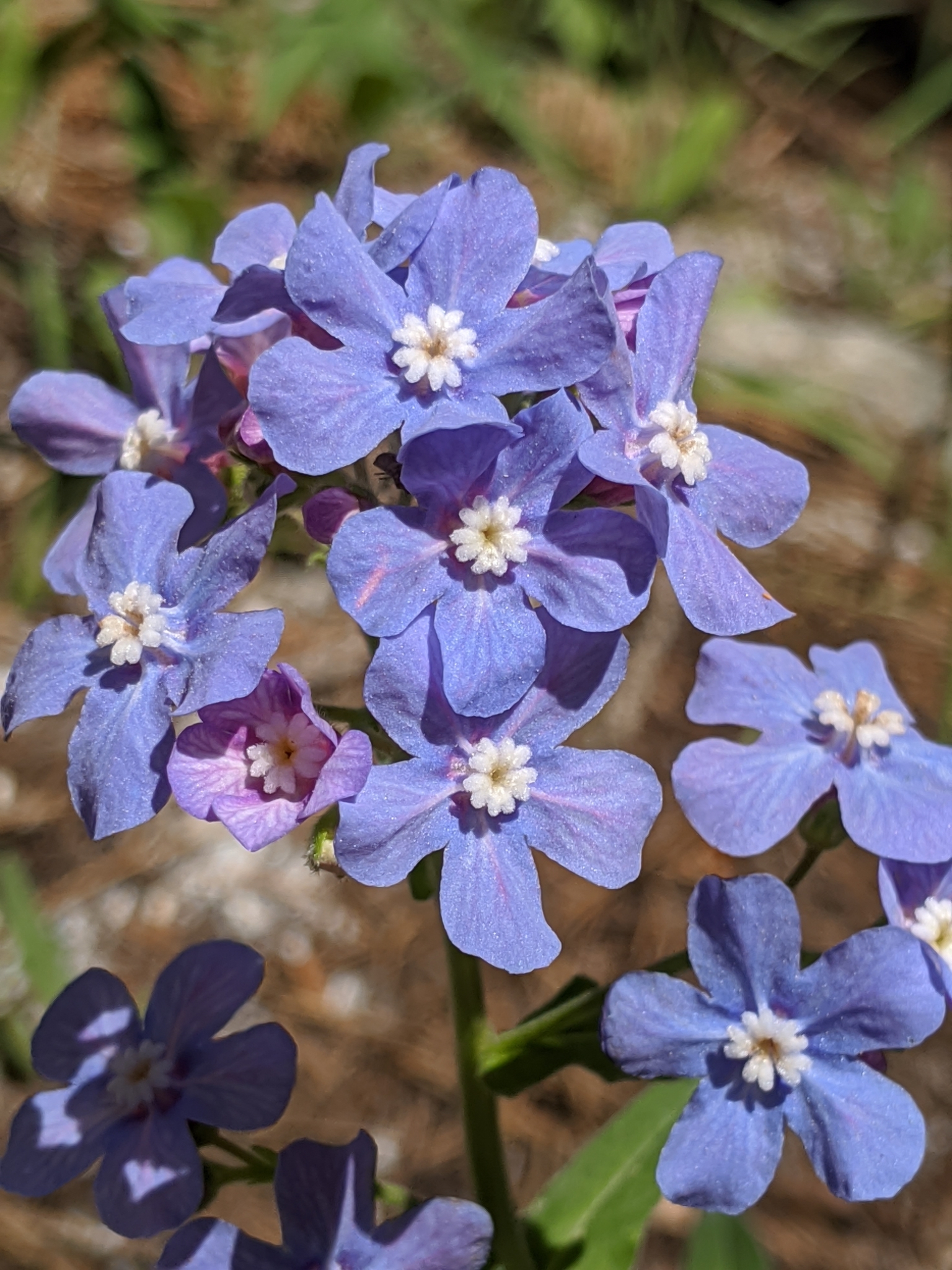 Hackelia velutina