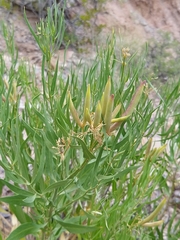Amsonia fugatei