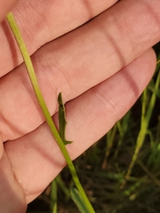Leucanthemum vulgare