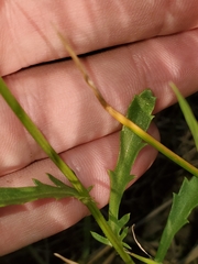 Leucanthemum vulgare