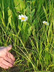 Leucanthemum vulgare