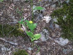 Lapsana communis intermedia