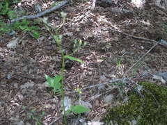 Lapsana communis intermedia