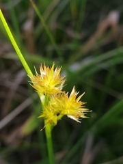 Juncus torreyi