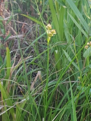 Juncus torreyi
