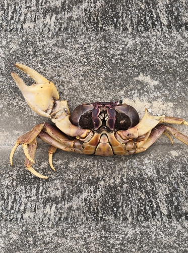 Pacific Blue Crab