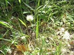 Trifolium caucasicum