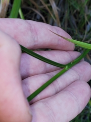 Juncus torreyi