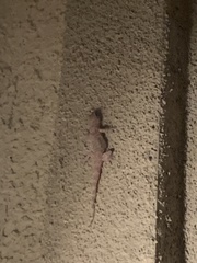 Hemidactylus turcicus