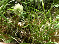 Trifolium caucasicum