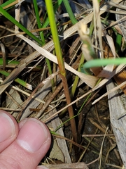 Juncus torreyi