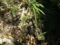 Trifolium caucasicum