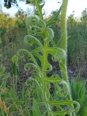 Silphium laciniatum