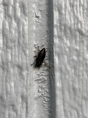Buprestinae