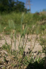 Hordeum geniculatum