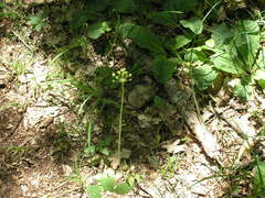 Allium decipiens quercetorum