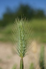 Hordeum geniculatum