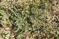 Herniaria incana