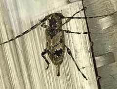 Graphisurus triangulifer