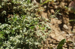 Herniaria incana