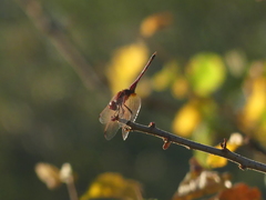 Trithemis annulata