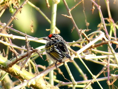 Pogoniulus pusillus
