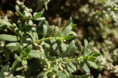 Herniaria incana
