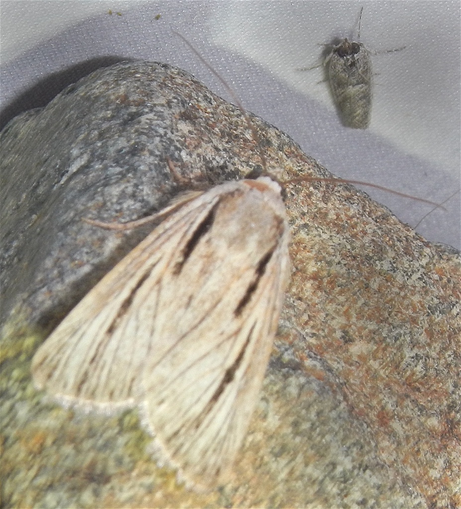 Sympistis nigrocaput