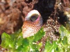 Prothalotia pulcherrima