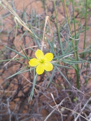 Talinum polygaloides