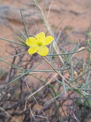 Talinum polygaloides