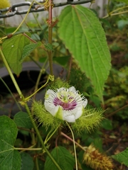 Passiflora foetida
