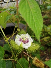 Passiflora foetida