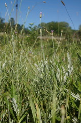 Xeranthemum cylindraceum