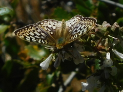 Speyeria callippe comstocki