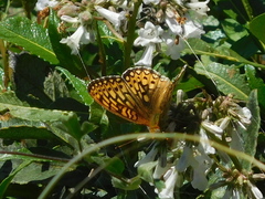 Speyeria callippe comstocki