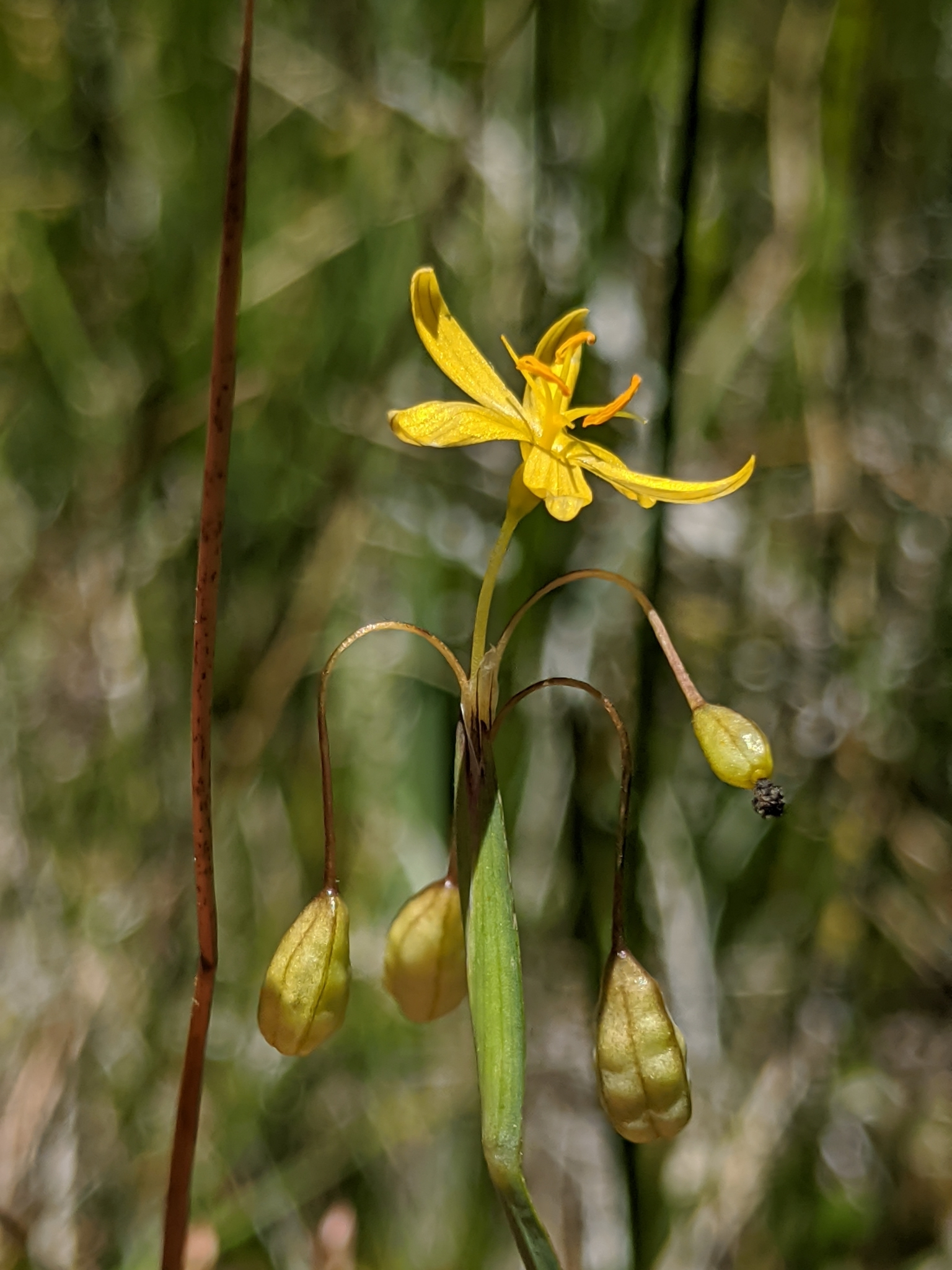 Sisyrinchium elmeri