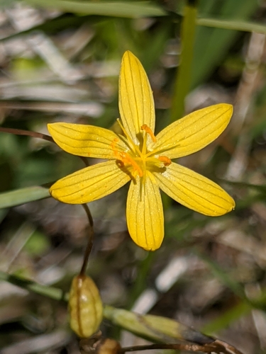 Image of Sisyrinchium elmeri by no rights reserved