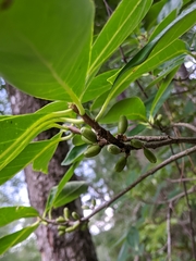 Symplocos tinctoria image