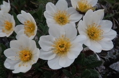 Dryas ajanensis