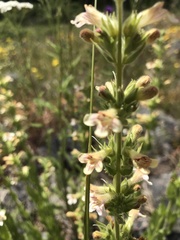 Penstemon deustus
