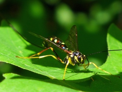 Megarhyssa nortoni
