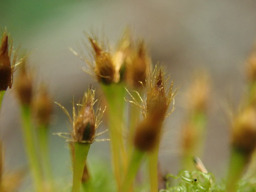 Image of Ulota obtusiuscula by no rights reserved