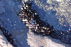 Brachidontes rostratus
