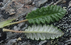 Dryas ajanensis